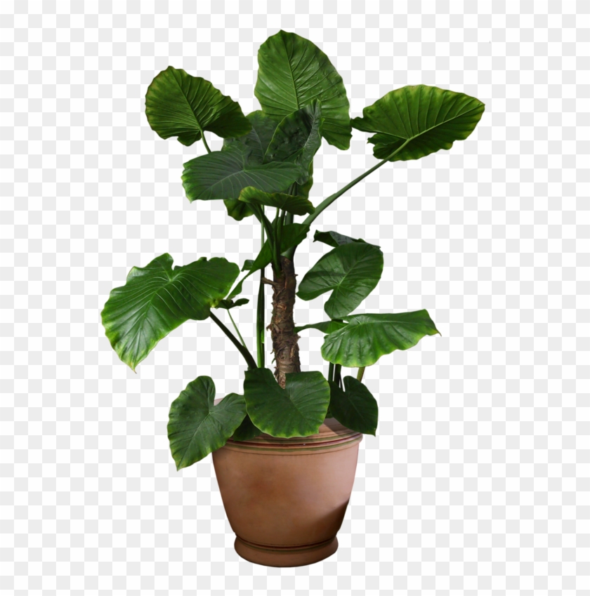 Plants Flower Portable Network Graphics Tree Psd - Fcowqkwazpls Bathroom Racks/bathroom Floor To Ceiling #1284994