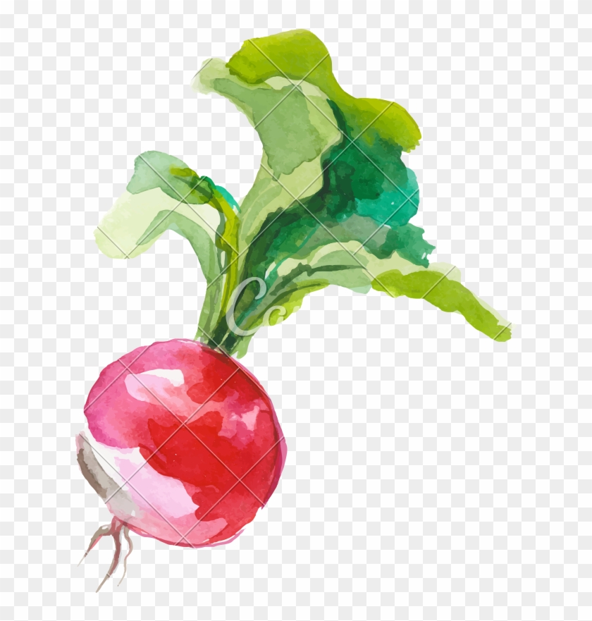 Watercolor Painting Of A Tomato Plant Vector Illustration - Watercolor Vegetables #1285038