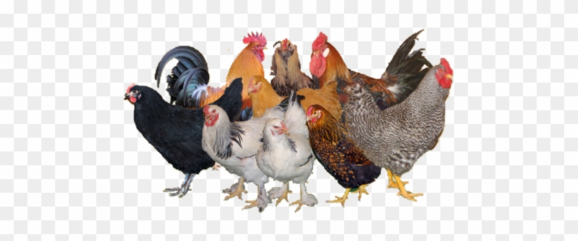 Rooster #1285226