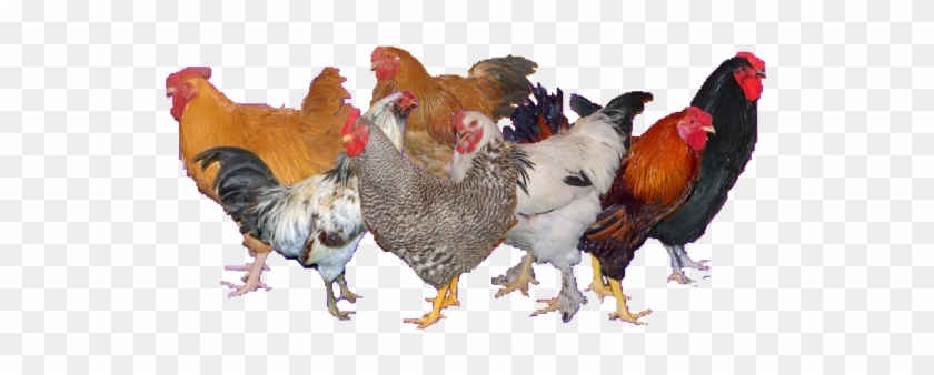 Rooster #1285238