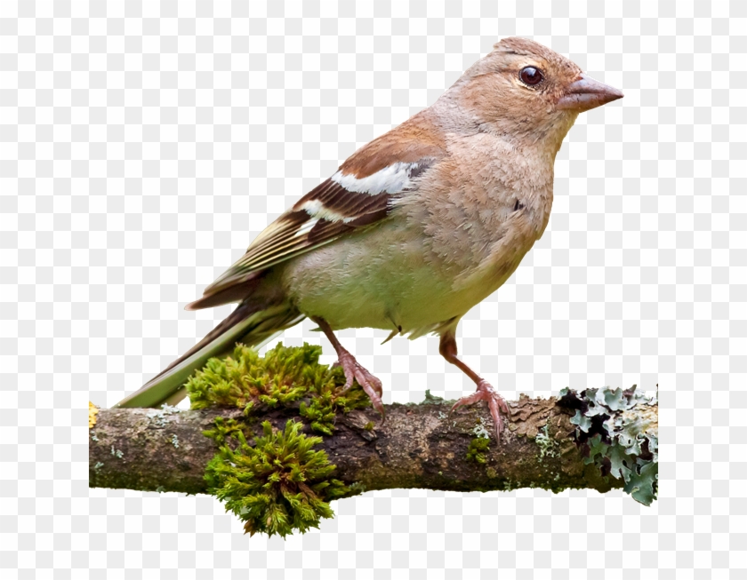Chaffinch - Buchfinken Png #1285271