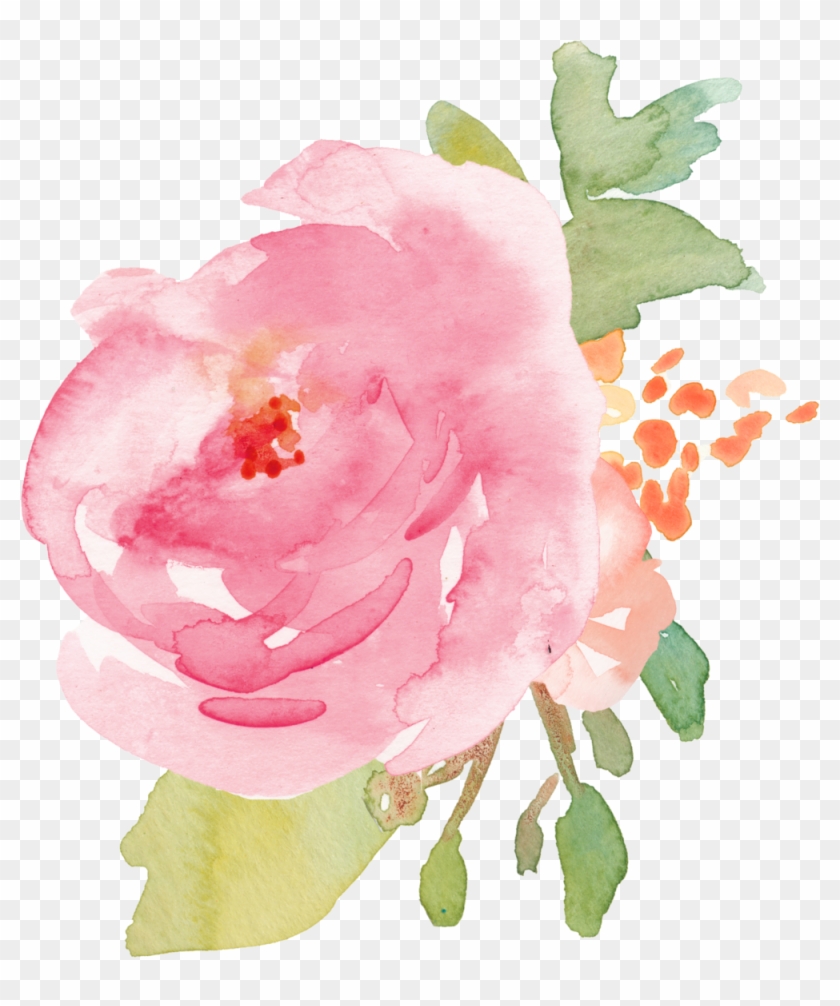   Peony Botanical Illustration #1285530