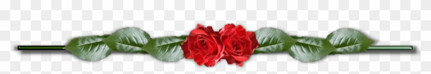 Deviantid - Garden Roses #1285695