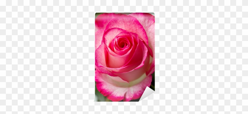 Pink #1285997