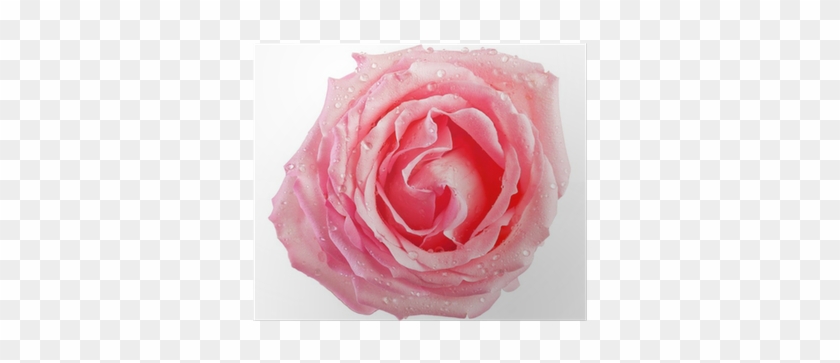 Pink #1286037