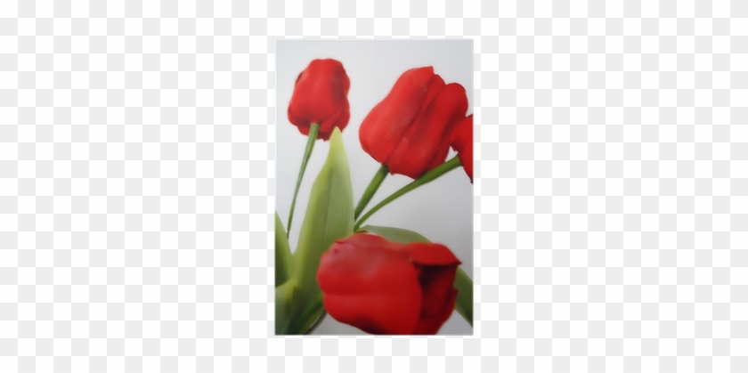 Sprenger's Tulip #1287681
