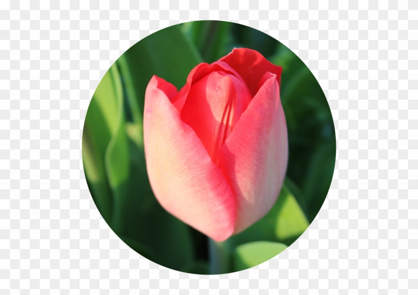 Sprenger's Tulip #1287686