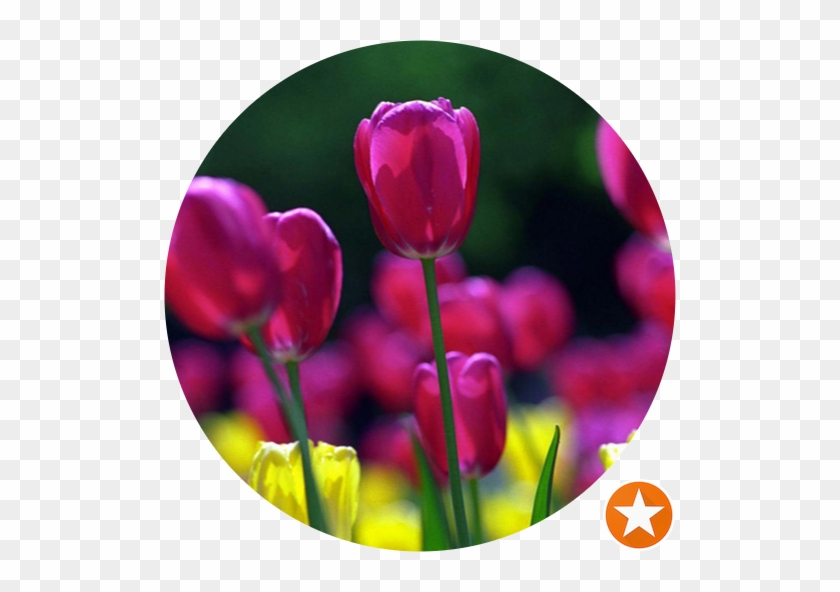 Tulips #1287688