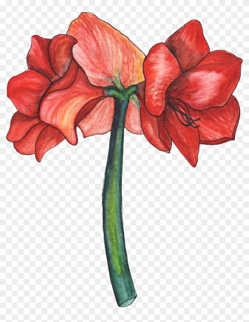 Amaryllis Est Une Figure De La Mythologie Grecque Représentant - Amaryllis #1287742