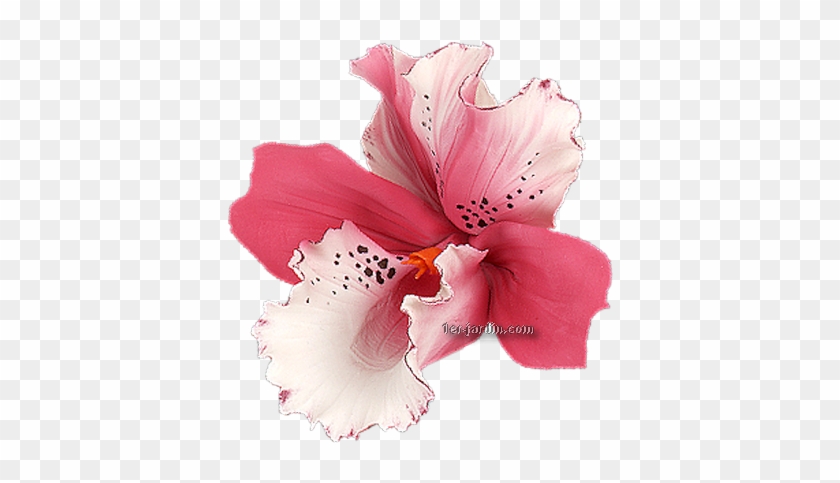 Orchidee 1 - D Orchidées #1288187