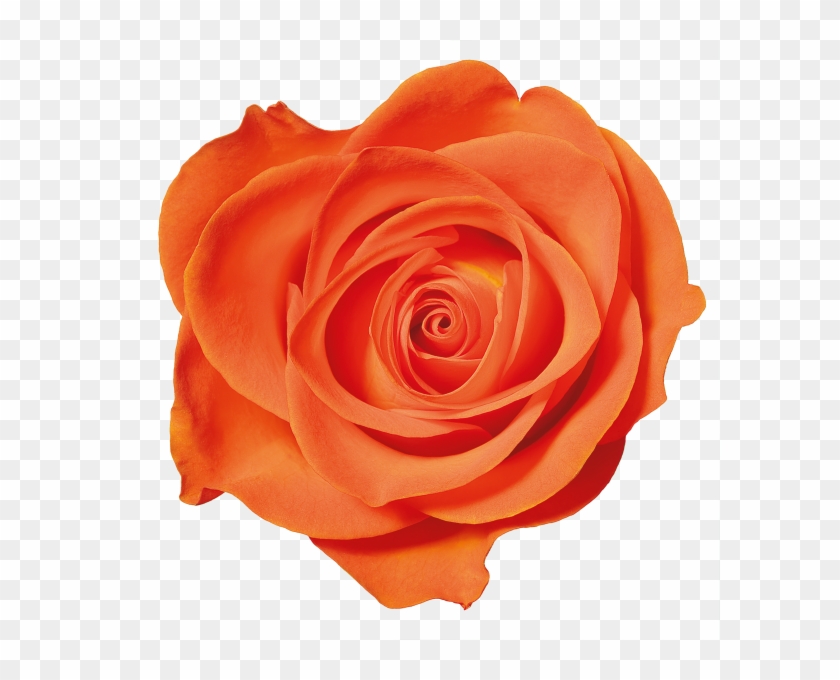 Orange Roses - Orange Rose Transparent Png Background #1288218