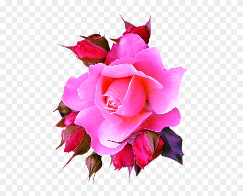 Pink Roses - Garden Roses #1288221