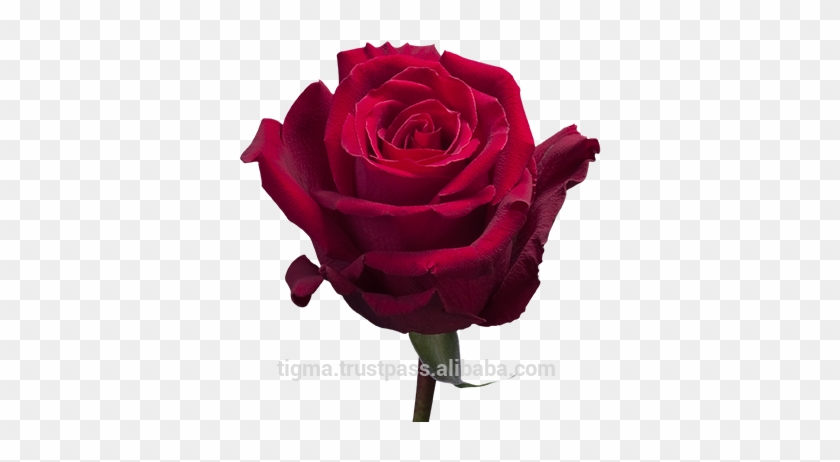 Garden Roses #1288231