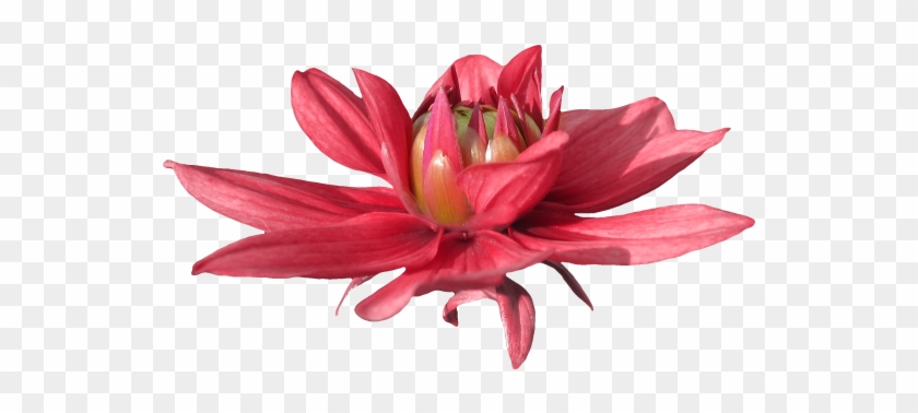 Lily #1289085