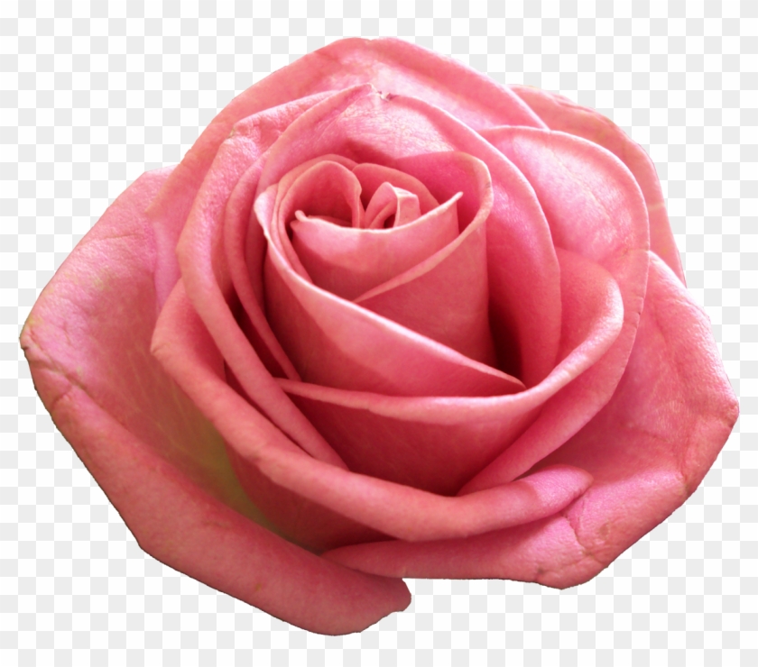 Pink Png Transparent Image - Transparency #1289136