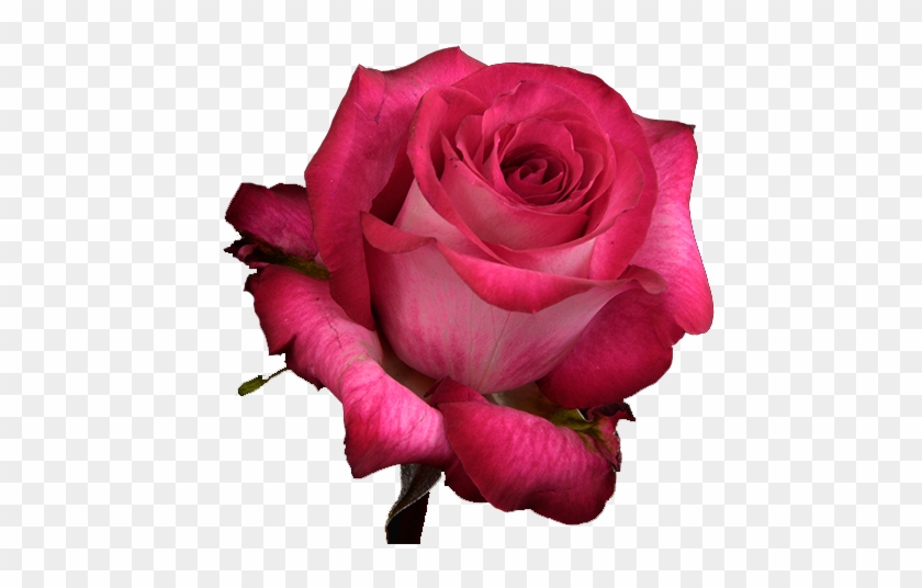 Riviera - Floribunda #1289193