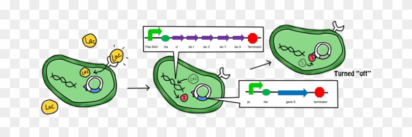 In The Presence Of Lactose, The Lac Operon And Ci Which - Diagram #1293260