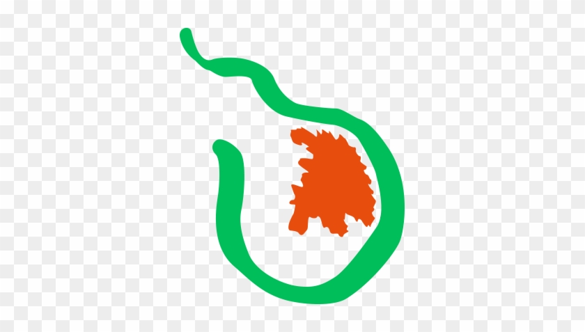 Ercolini Pear - Ercolini Pear #1293665