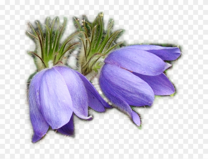 Tubes Fleurs Png - Сон Трава Рисунок #1294142
