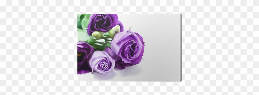 Garden Roses #1294194