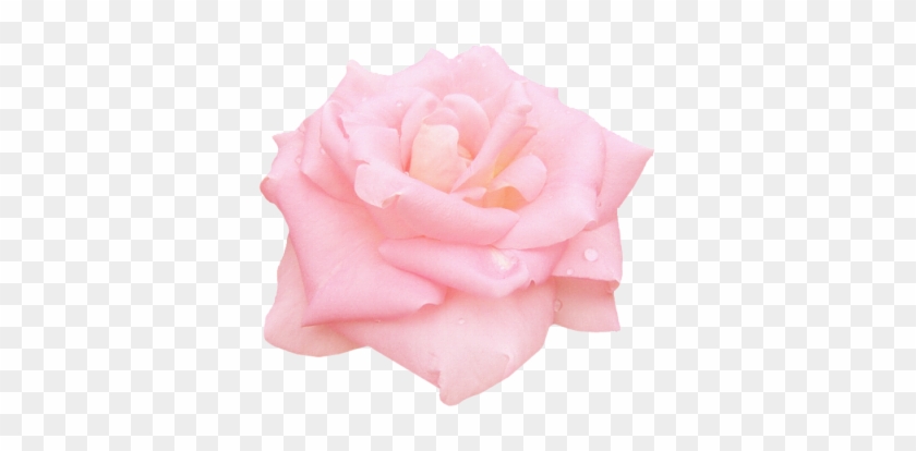 Garden Roses #1295337