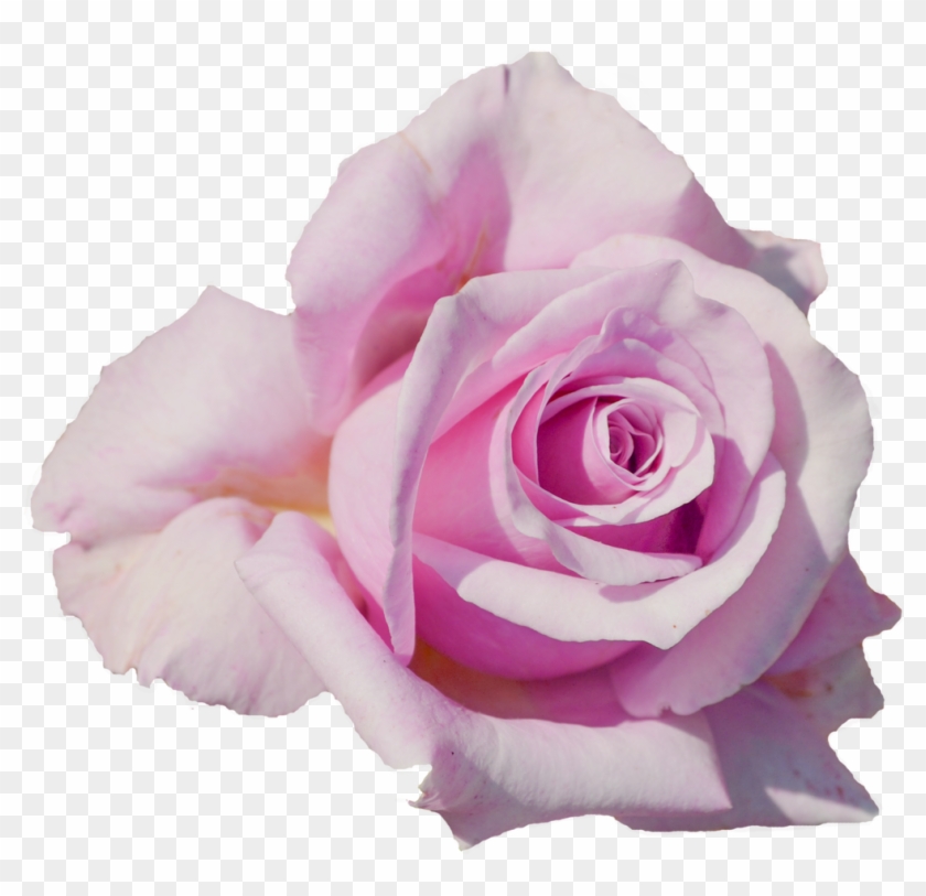 Pink Rose 1 Png By Mjb-stock - Floribunda #1295365