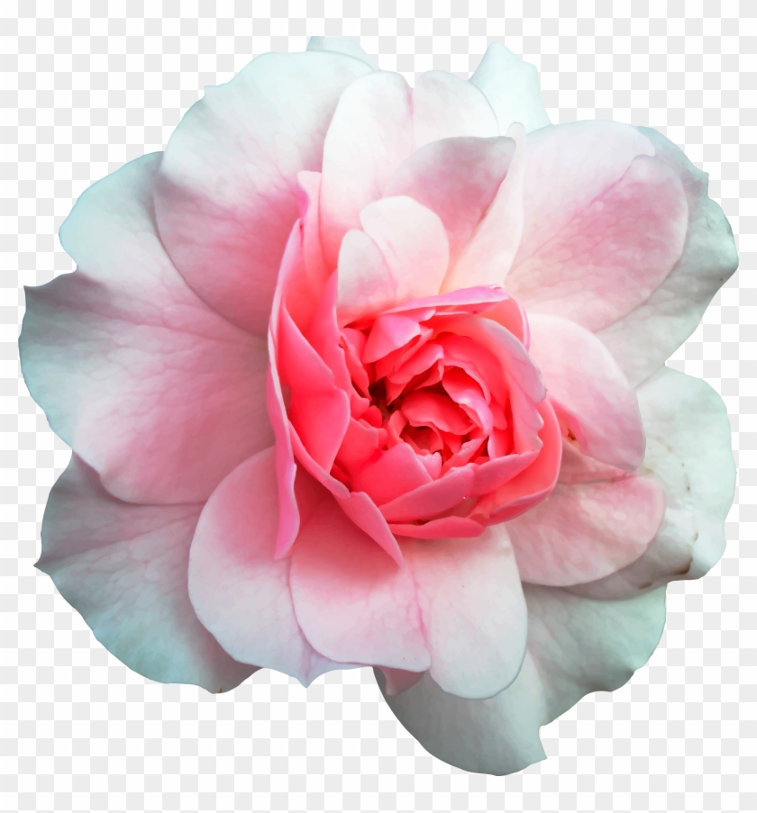 This Free Icons Png Design Of Rose 11 - Three Month Grief Journal [book] #1295372