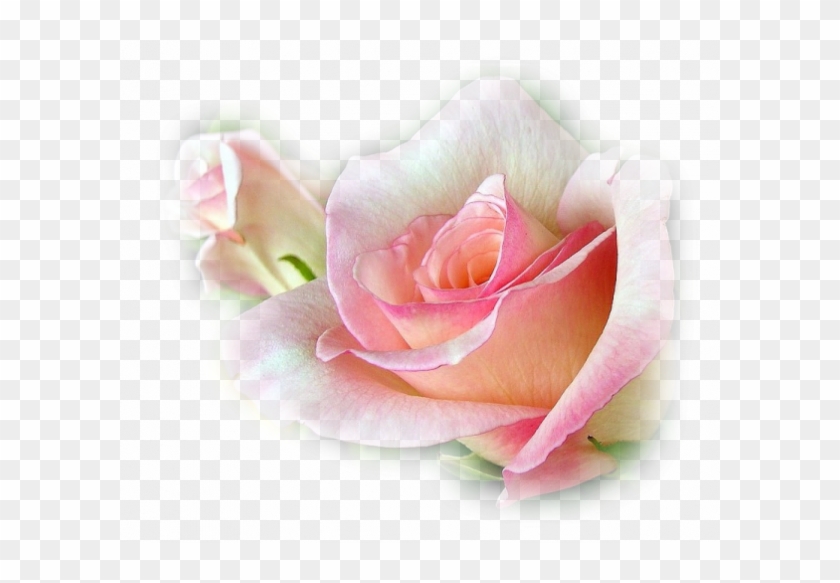 Rose Rose - Full Diamond Embroidery Flower 5d Diamond Painting #1295384