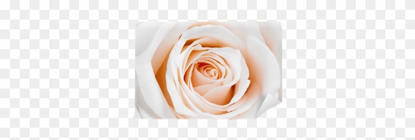 Tableau Magnétique - Pretty White Rose - Format Paysage #1295386