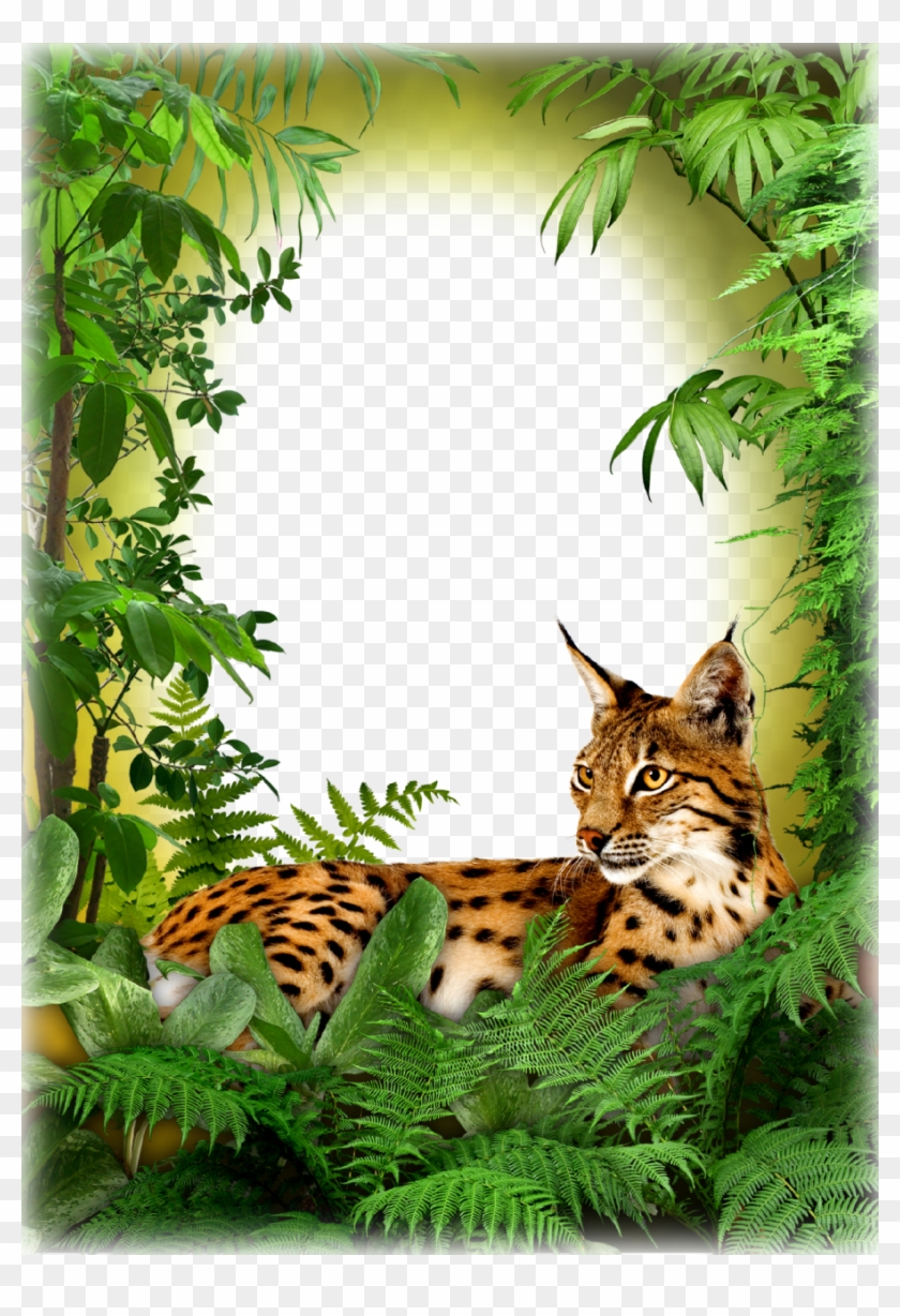 Jungle Book Frame Png #1296172