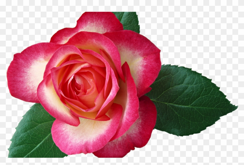Roses Clip Art Borders Clipart Library Free Clipart - Birthday Cake For Jijaji #1296617