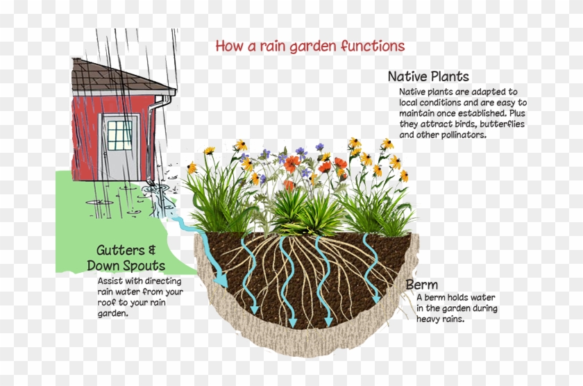 What Is A Rain Garden - Rain Garden Png #1296690