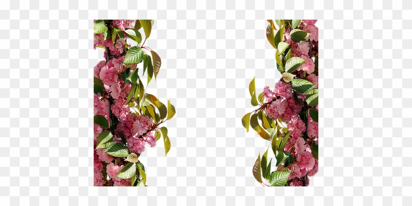 Roses, Frame, Pink Rose, Picture Frame - Gül Çerçevesi #1296759