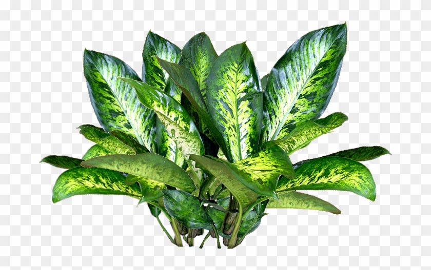 Script Library - Plant Png #1296767