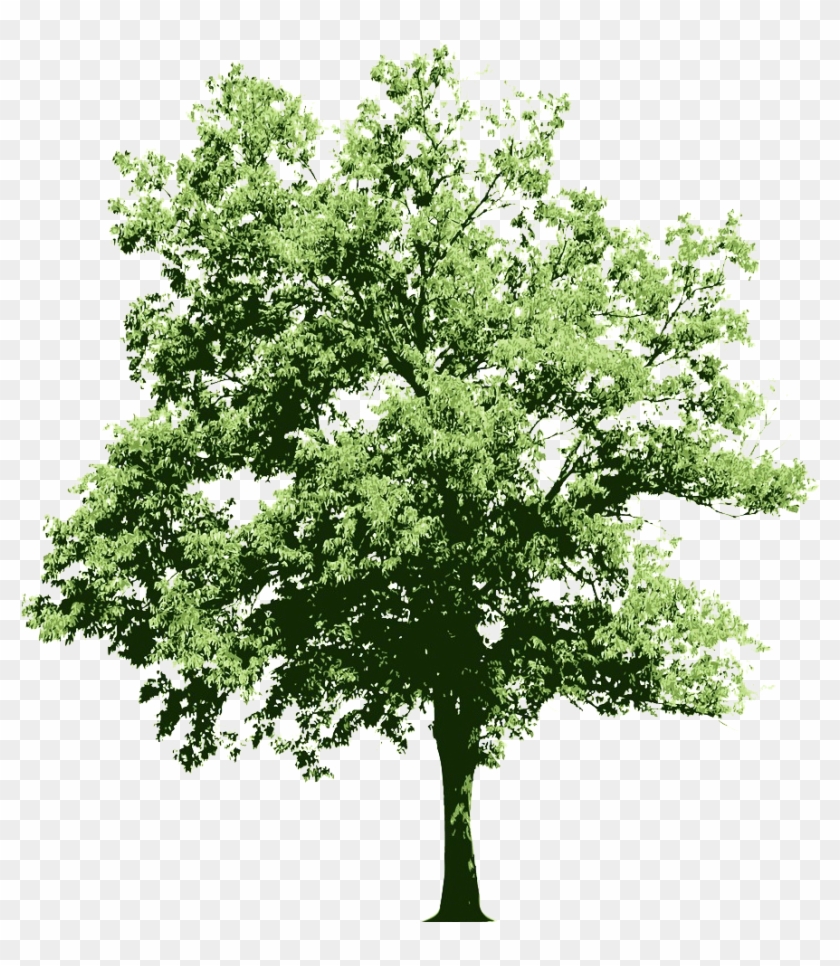 Ongoing Contributions To The Oracle Technology Community - White Flowering Shrub Png #1296773