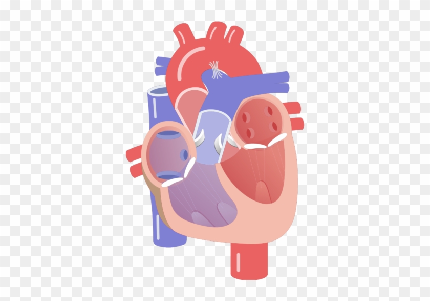 Heart Valve Movement Rh Getbodysmart Com Heart Chambers - Cardiac Conduction System Unlabeled #1296992