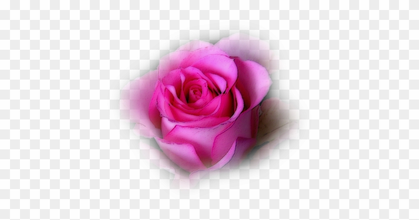 Beijos - Garden Roses #1298122