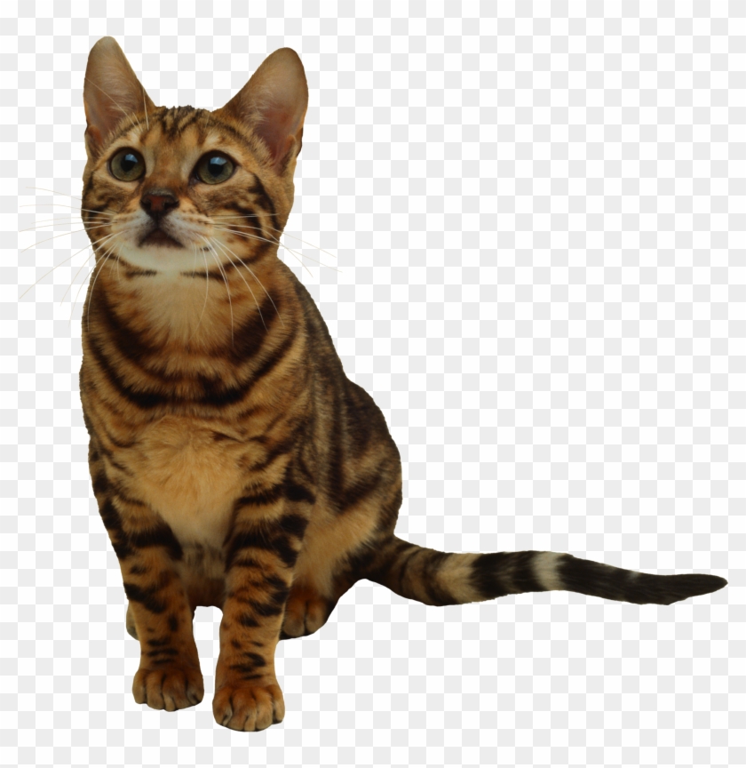 Gray Tabby Cat Grey Free Image On Pixabay - Transparent Background Cat Png #1298285