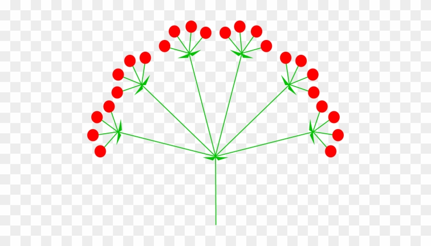 Compound Umbel Diagram From Wikipedia - Umbel Inflorescence #1298569