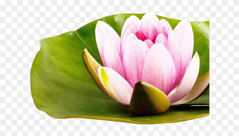 Wasser- Und Uferpflanzen Dürfen Bei Einem Gartenreich - Sacred Lotus #1298658