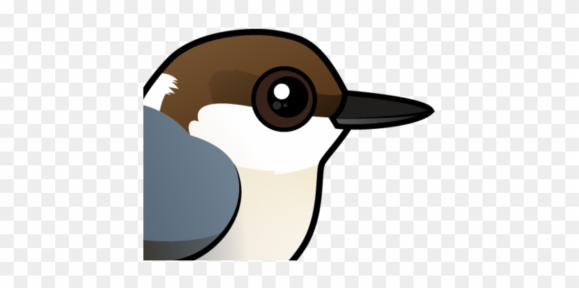 About The Brown-headed Nuthatch - Nuthatch #1299174