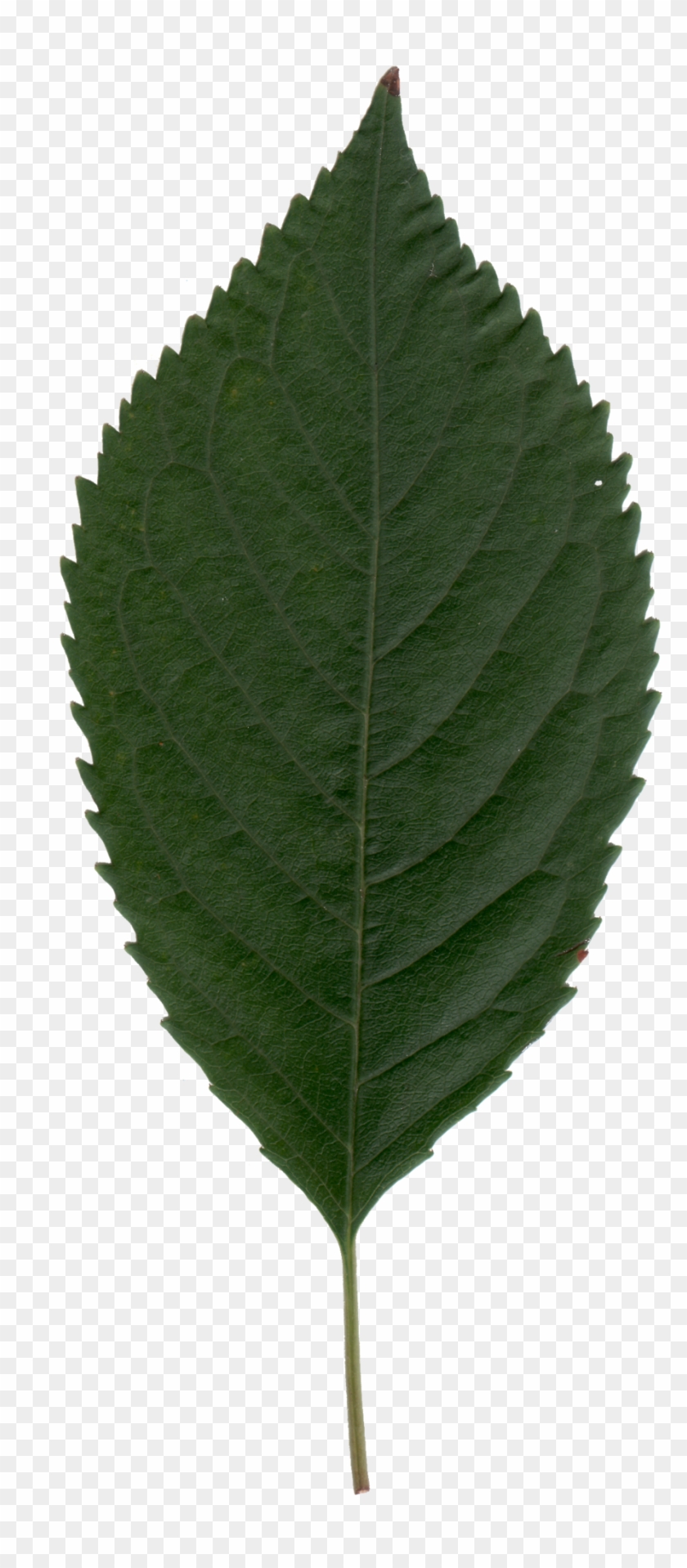 Cherry Leaf By Brianhanson2nd Cherry Leaf By Brianhanson2nd - Canoe Birch #1299327