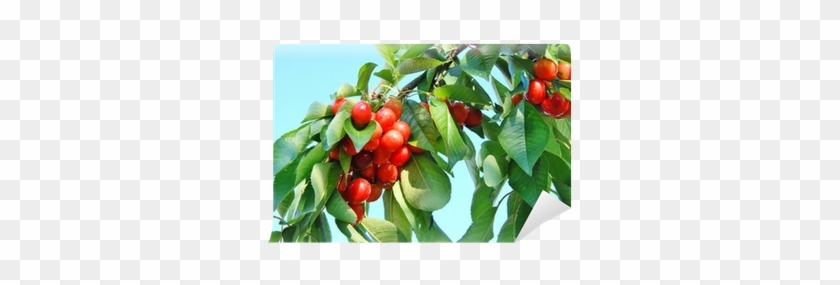 Cherry #1299331