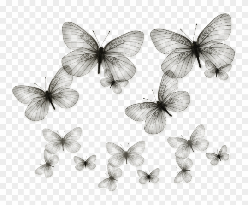 Shadow Butterfly By Bubblegum73 - White Butterflies Png #1300186