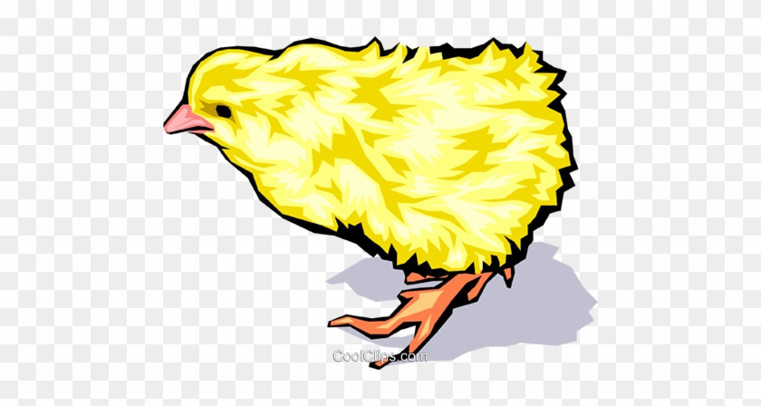 Baby Chicken Royalty Free Vector Clip Art Illustration - Baby Chicken Royalty Free Vector Clip Art Illustration #1300306