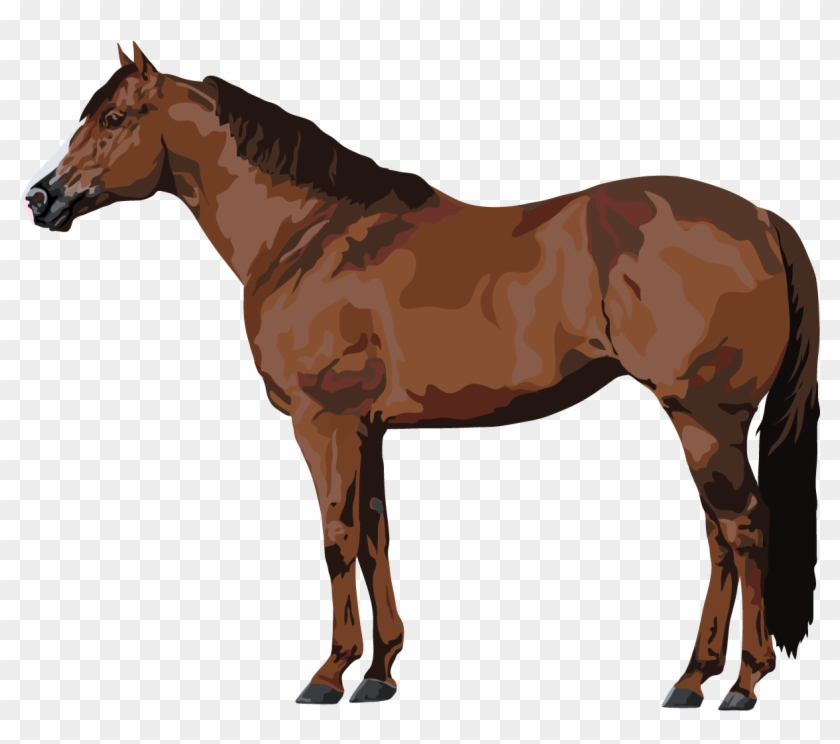 Arabian Horse White Background #1301303