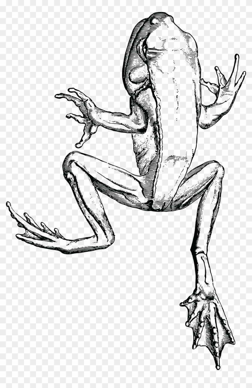 Free Clipart Of A Frog In Black And White - Frog #1302237