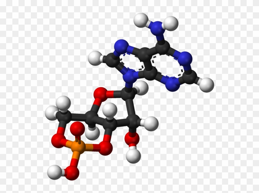Cyclic Adenosine Monophosphate 3d Balls - Ball And Stick Model Of Nucleic Acid #1304988