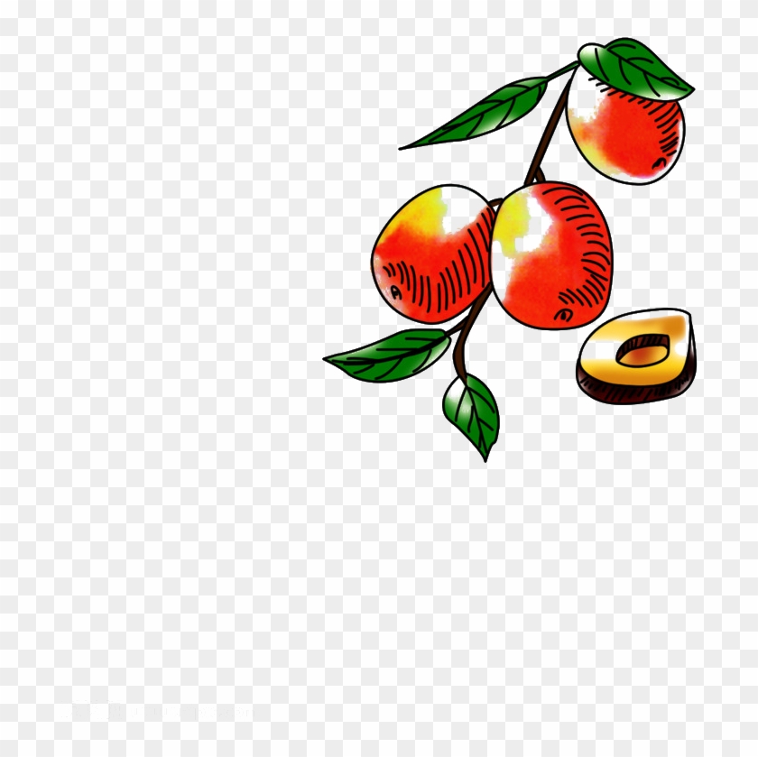 Jujube Fruit Date Palm - Jujube #1308923
