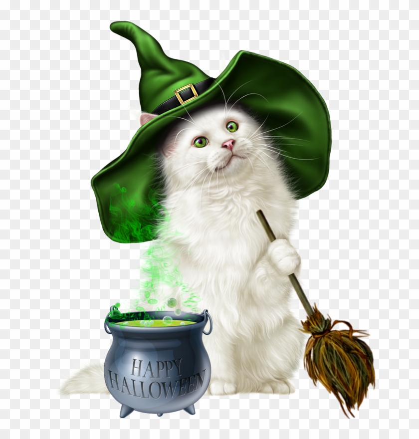 6chathal - Cat #1308986